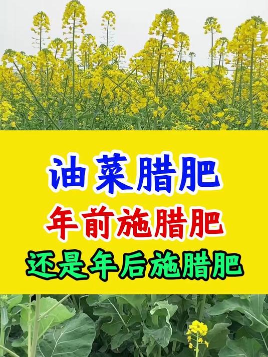 油菜腊肥,年前施腊肥,还是年后施腊肥