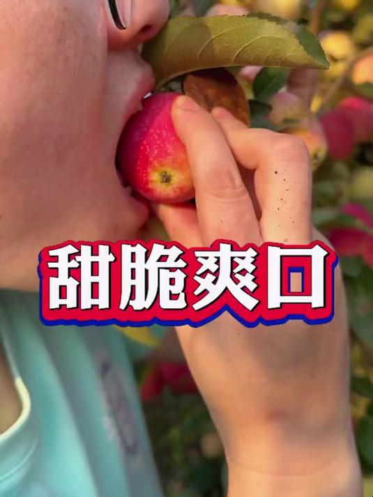 新到东北特产鸡心果,也叫海棠果