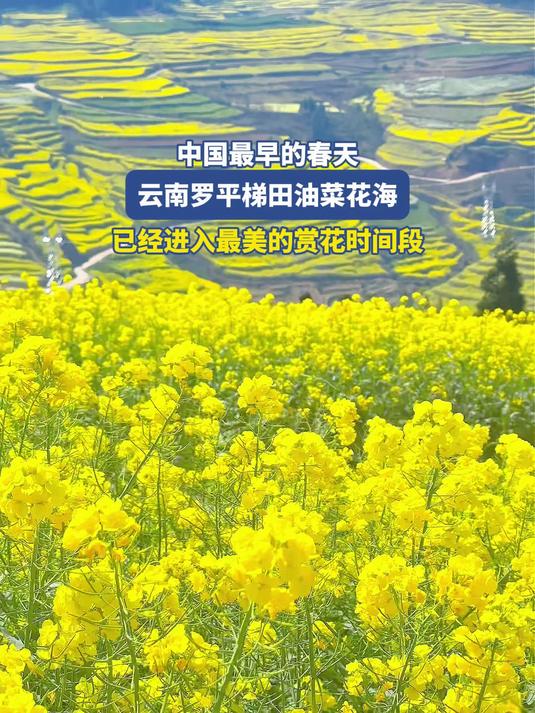 中国最早的春天,云南罗平梯田油菜花海,已经进入最美的赏花时间段#马上就出发#