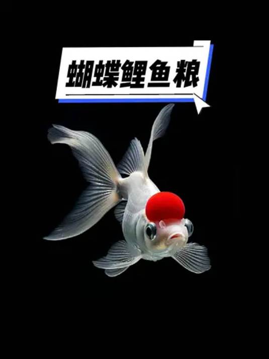 想养又大又白蝴蝶鲤?专用鱼粮来助力!促生长