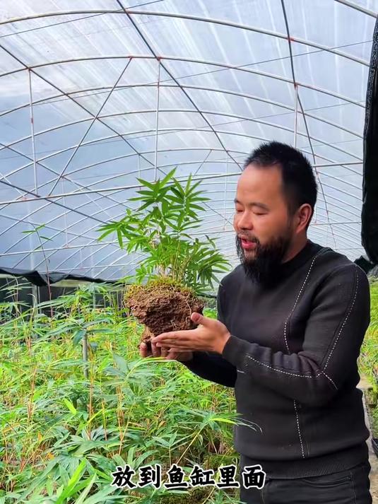 喜欢水培竹子盆栽的朋友,可以选折这种吸水石红观音竹
