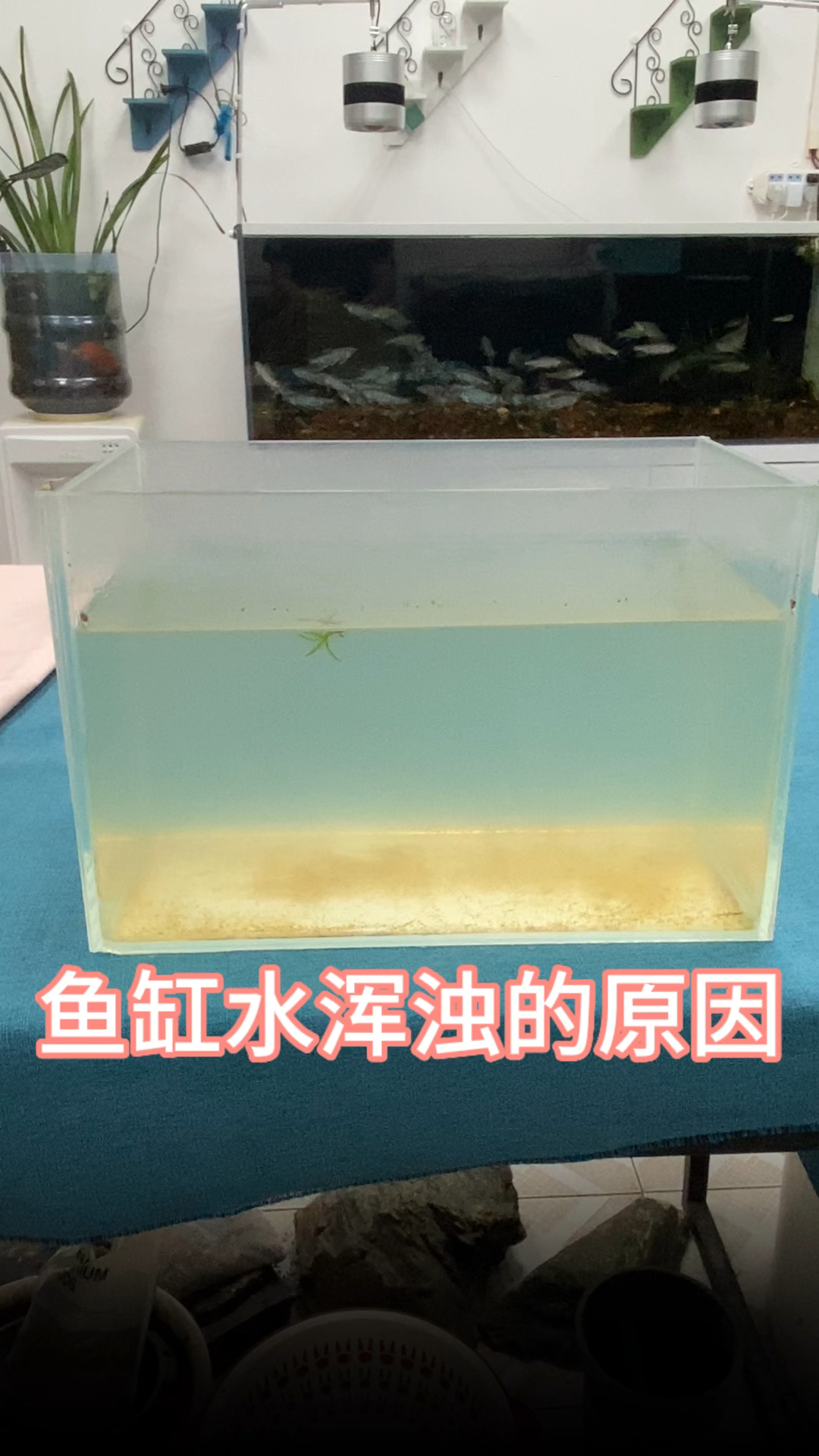 鱼缸水浑浊的原因#养鱼#水族