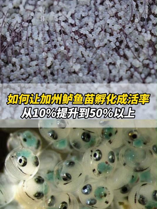 如何让加州鲈鱼苗孵化成活率,从10%提升到50%以上