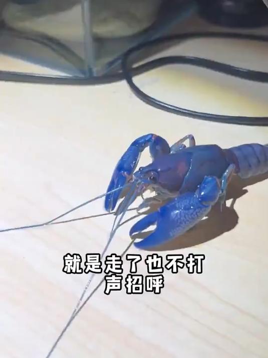 人工天空蓝魔虾