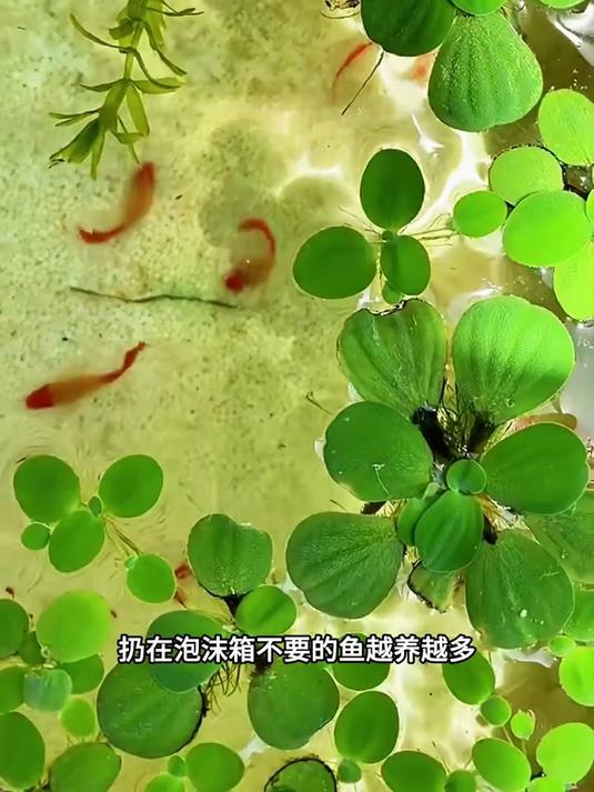 这才是养孔雀鱼的正确方式,孔雀鱼繁殖观赏鱼