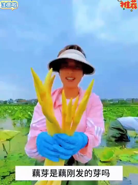 脆爽藕芽裹满鲜香料汁，入口脆嫩回甘，解馋开胃停不下