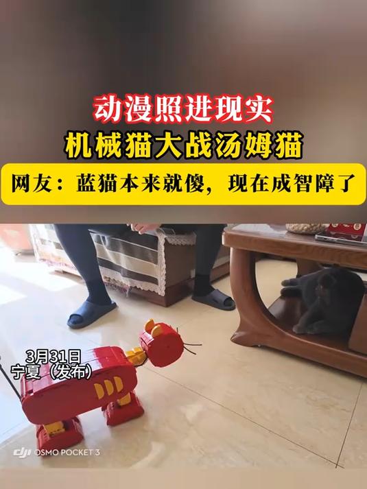 动漫照进现实,机械猫大战汤姆猫,蓝猫本来就傻,现在成智障了