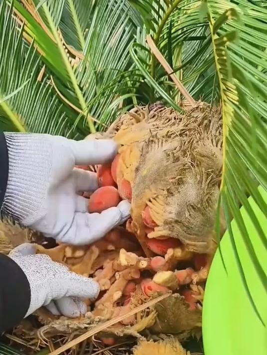 农村21种野果，看看你认识几种，野外遇见要小心#野果#