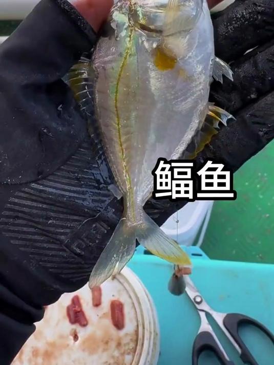 小杂鱼中的劳斯莱斯！油叶鱼