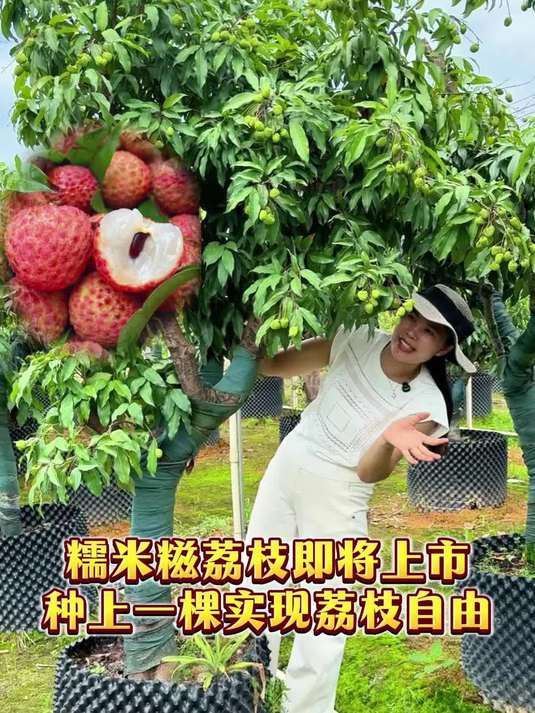 糯米糍荔枝，天生“荔”质，树形优美，果子肉厚多汁！