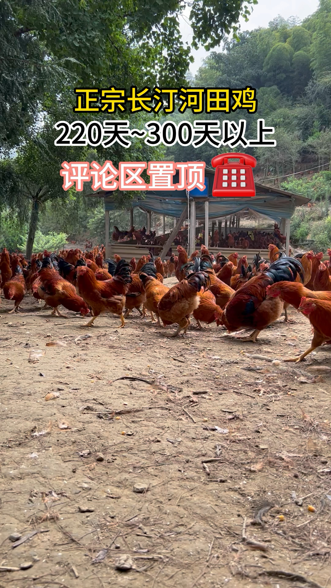 长汀河田鸡跑山鸡