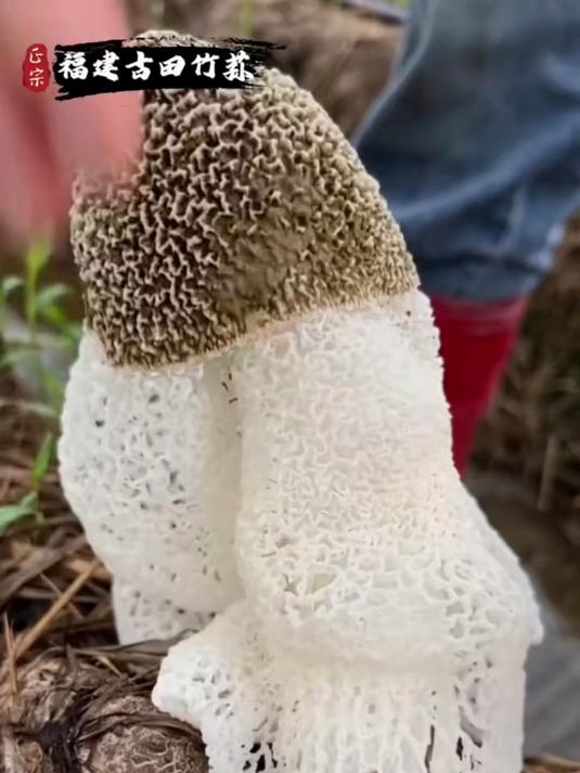 「新货上市」福建特产竹荪干货 炖汤炒菜营养美味