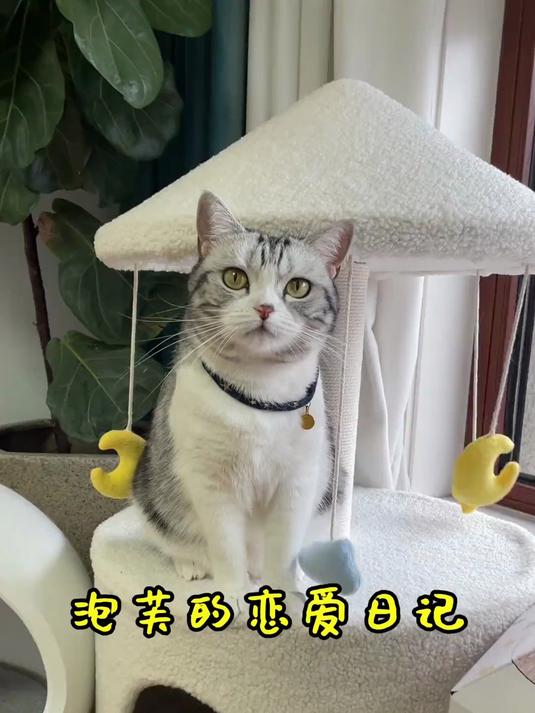 泡芙终于结束异地恋！以后要常撒猫粮，猫主子的甜蜜日常太好嗑