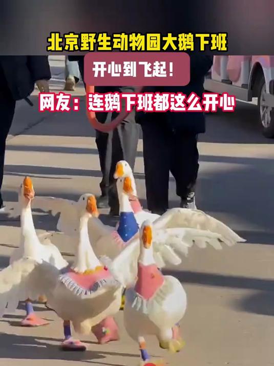 北京野生动物园大鹅下班,开心到飞起!