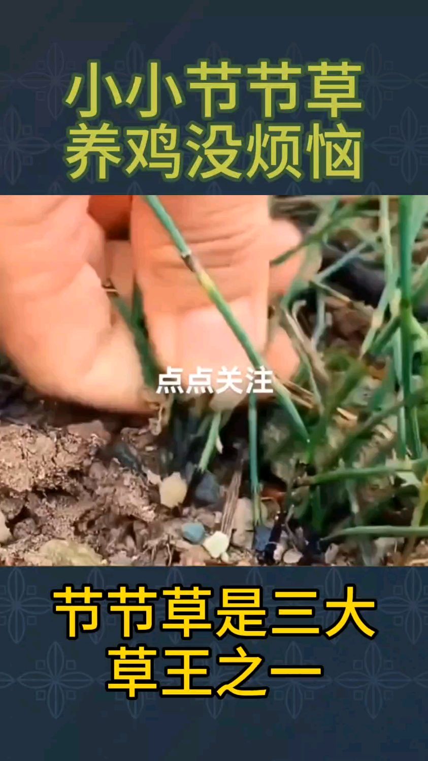 小小节节草养鸡没烦恼