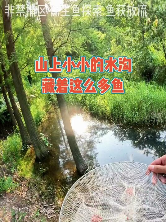 应该是小时候最常见的鱼吧国斗黑叉普叉青剑鱼