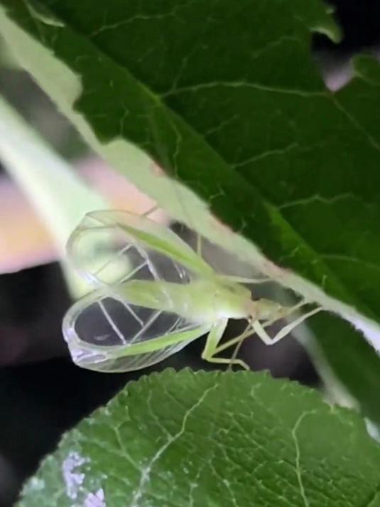 认识9种不同品种的蟋蟀,你认识几种?