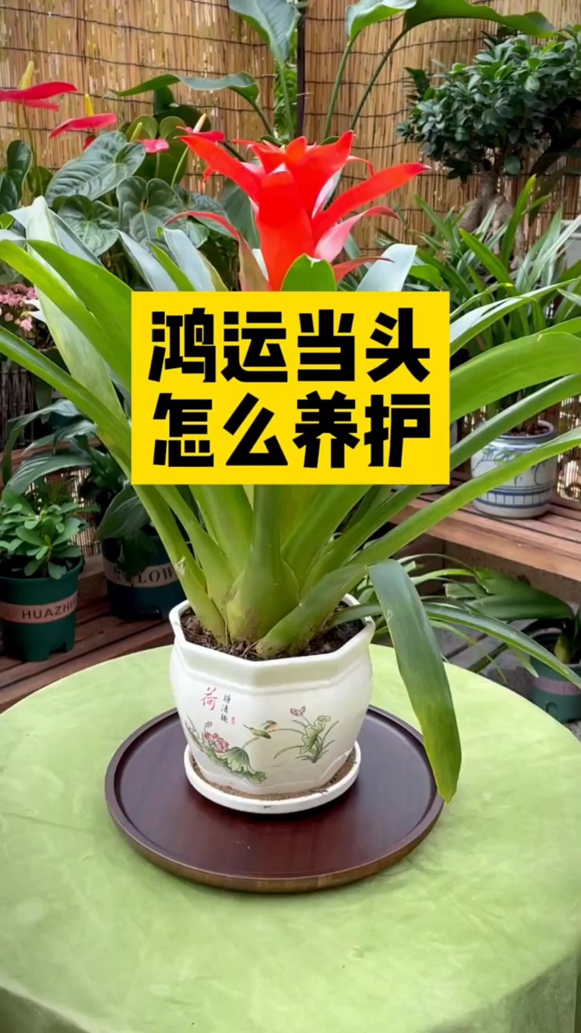 “鸿运当头”正确养护方法
