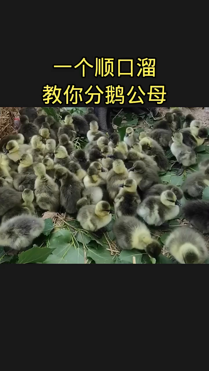 一个顺口溜教你分鹅公母