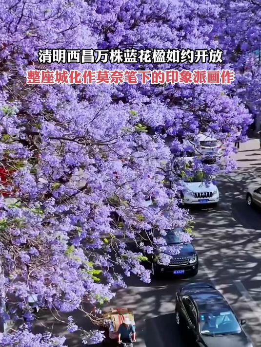 清明西昌蓝花楹盛开,整座城化作莫奈的印象派画作。旅游推荐