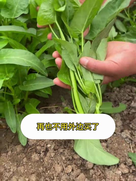 三叉空心菜,高温种植,温度越高长的越翠绿