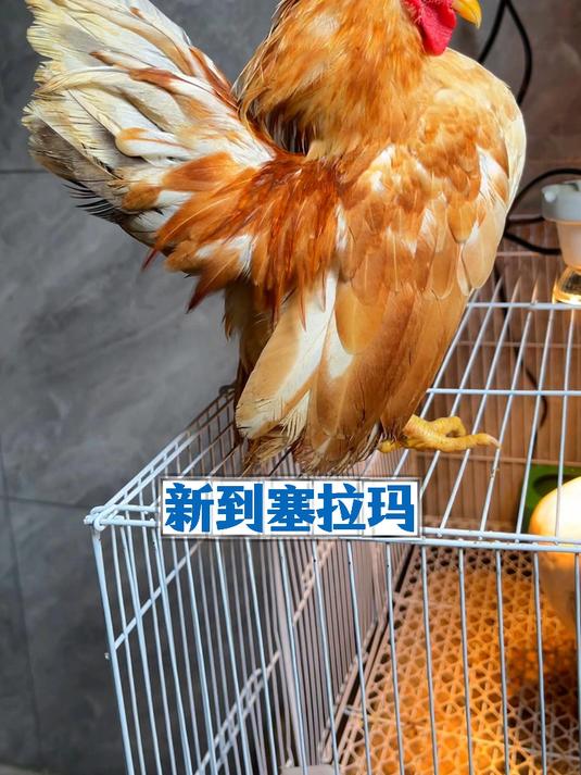 新到家的塞拉玛 从此睡觉能睡着了