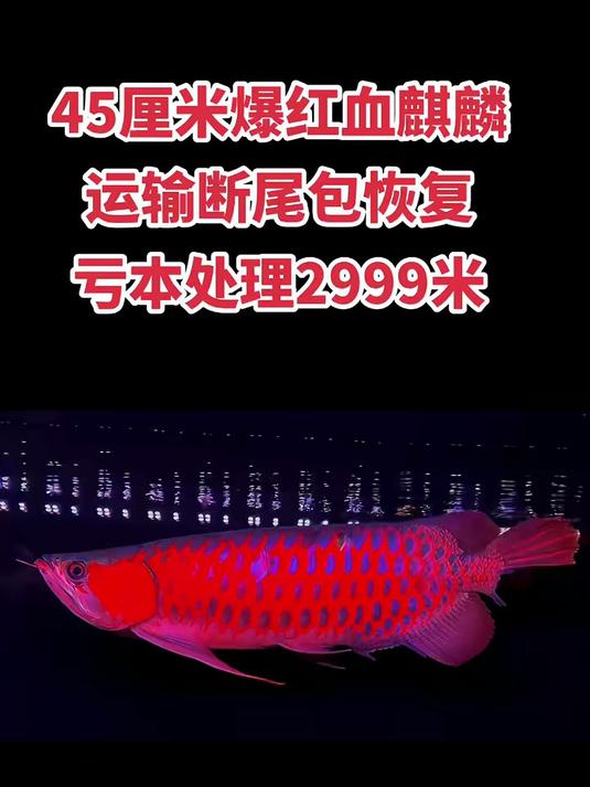 正宗印尼大湖血麒麟,45公分左右,品色如图