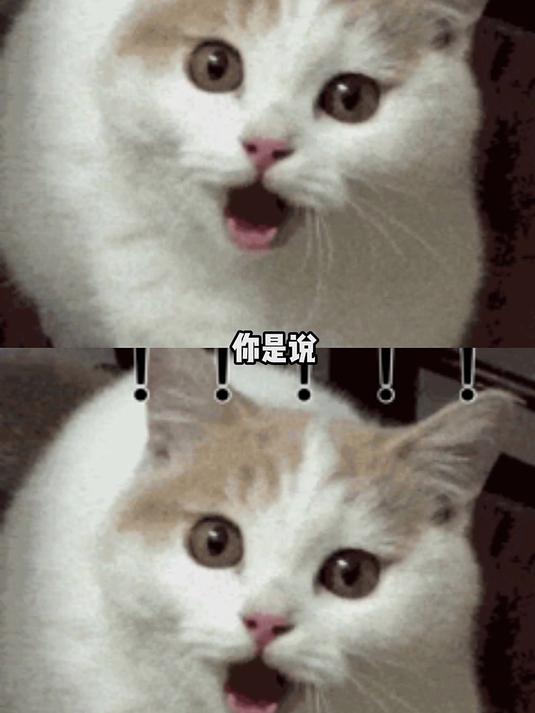 给魔鬼鱼整成乖乖小狗了 万万没想到 鱼 反差 意想不到的结局