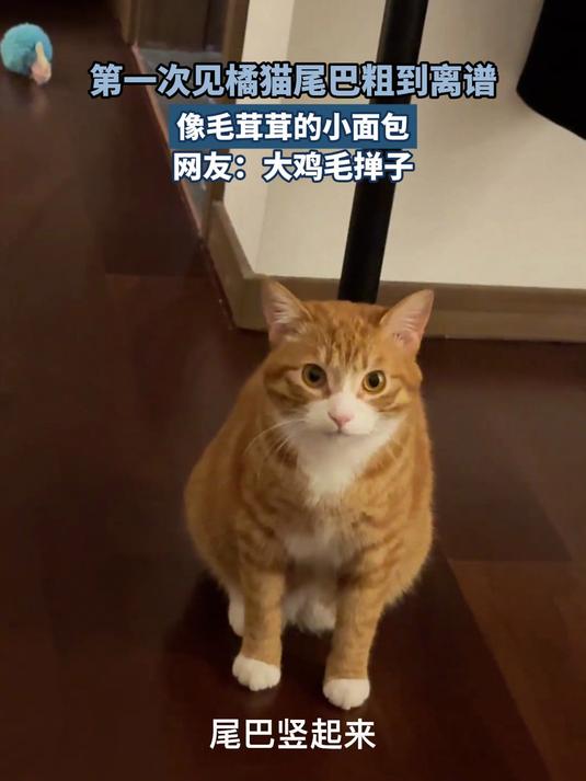 第一次见橘猫尾巴粗到离谱,像毛茸茸的小面包,网友:大鸡毛掸子