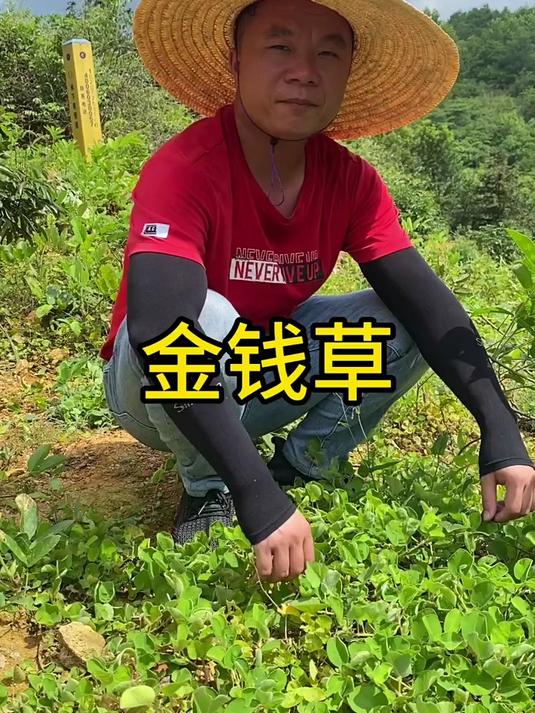 金钱草,野生中草药