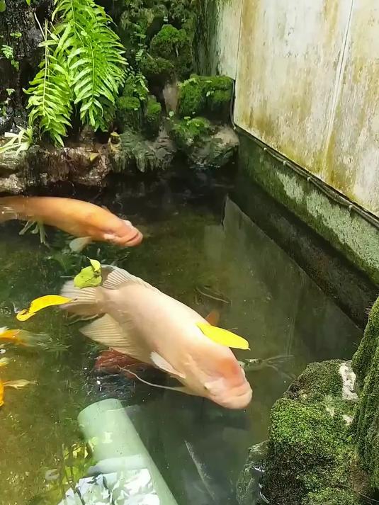 招财鱼混养锦鲤鱼
