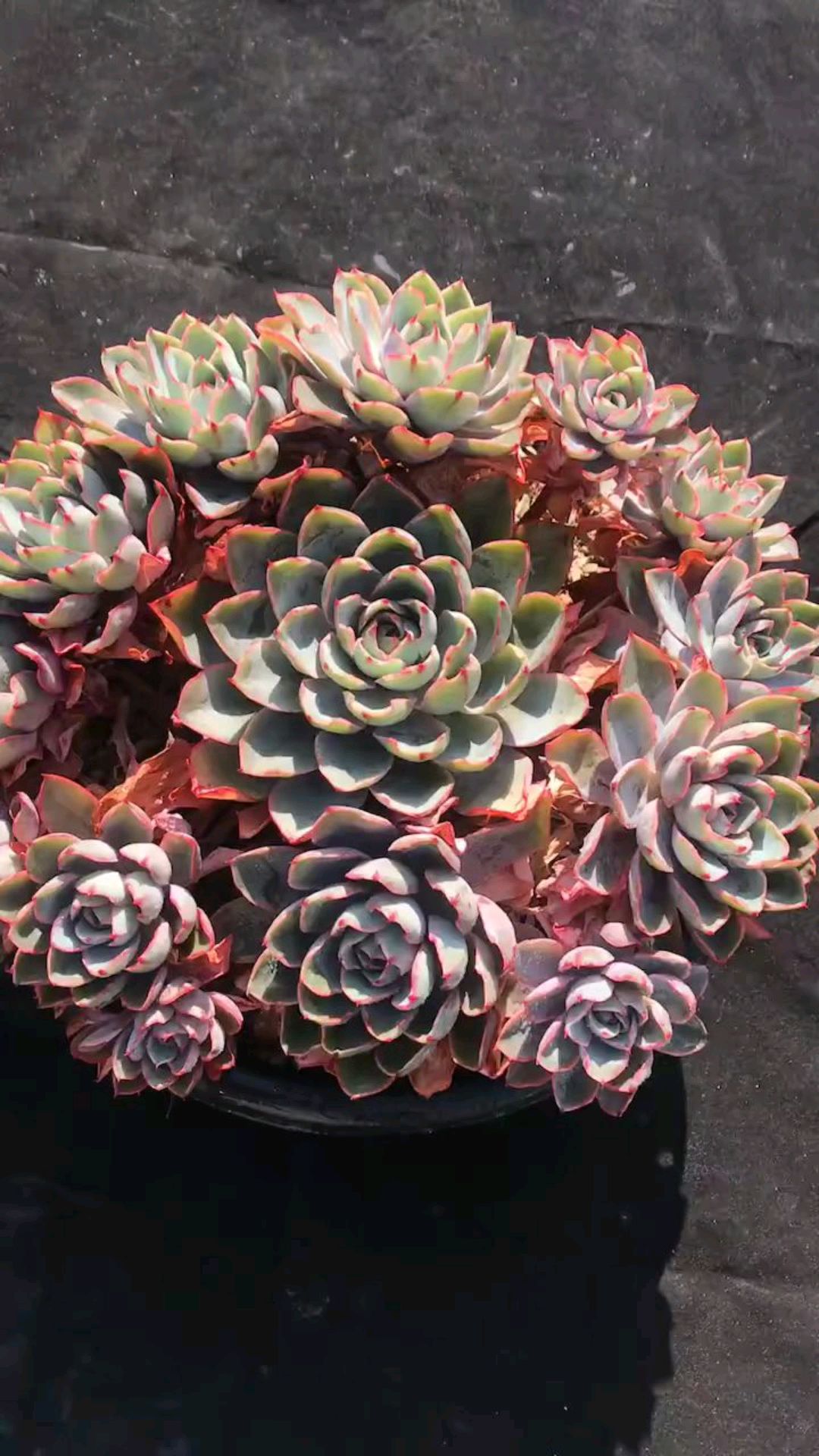 赫拉多肉,造型独特,换个大盆更好看