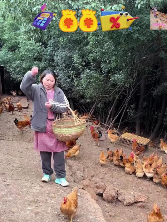 吃鸡蛋就要吃正宗散养的土鸡蛋