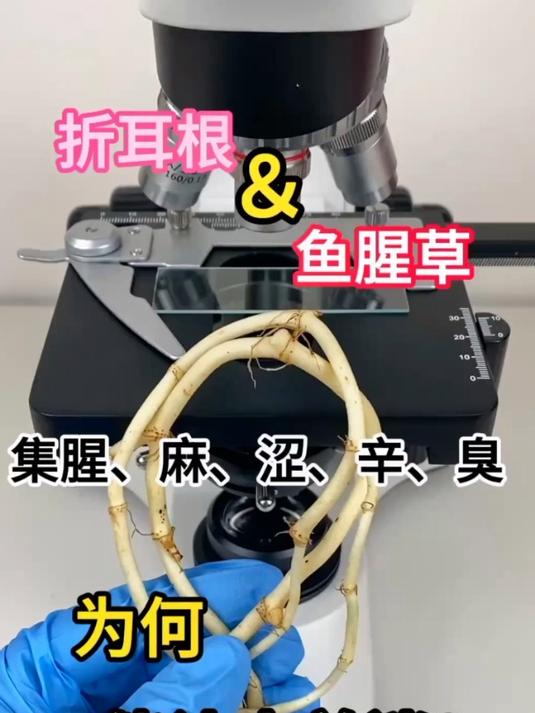 老铁们喜欢吃折耳根吗?