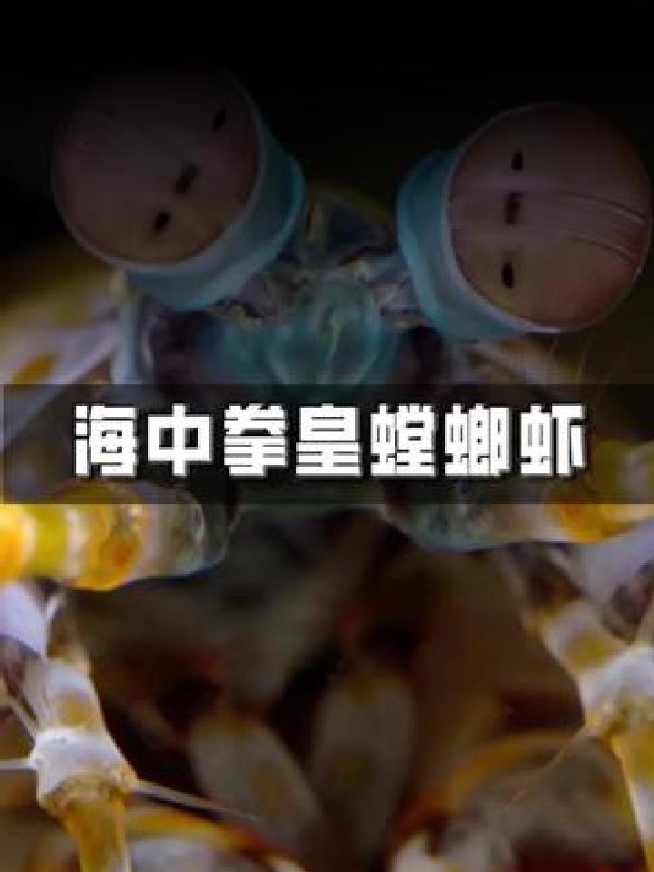 #科普#神奇海底世界 海中拳皇螳螂虾,它的拳头到底有多厉害 (2