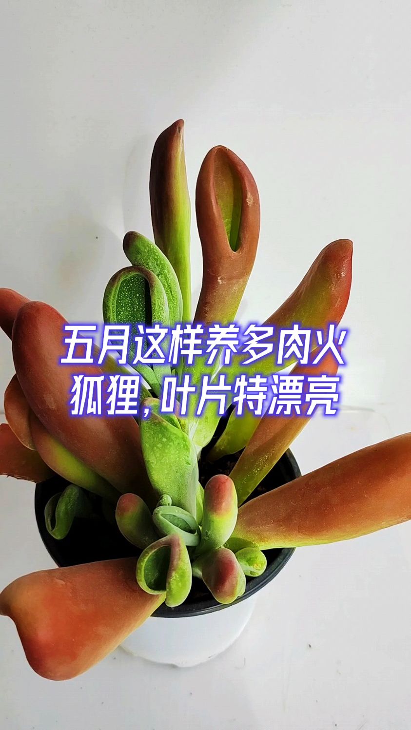 五月这样养多肉火狐狸,叶片特漂亮