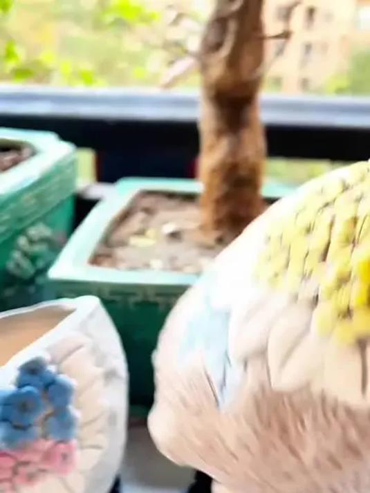 手工气窑烧粗陶多肉盆 创意简约 多款式适配老桩