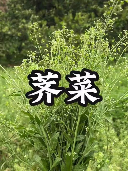 荠菜