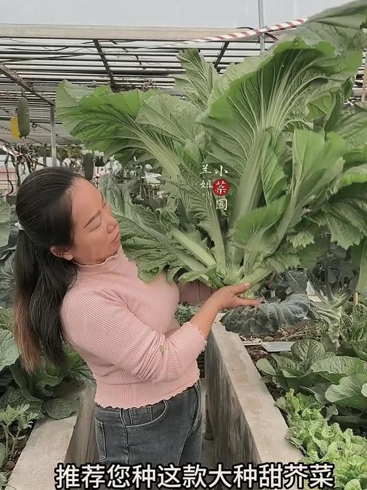 甜芥菜种植:四季皆宜的美味选择!