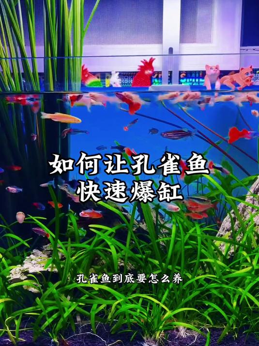 孔雀鱼到底要怎么养?才能快速繁殖爆缸?