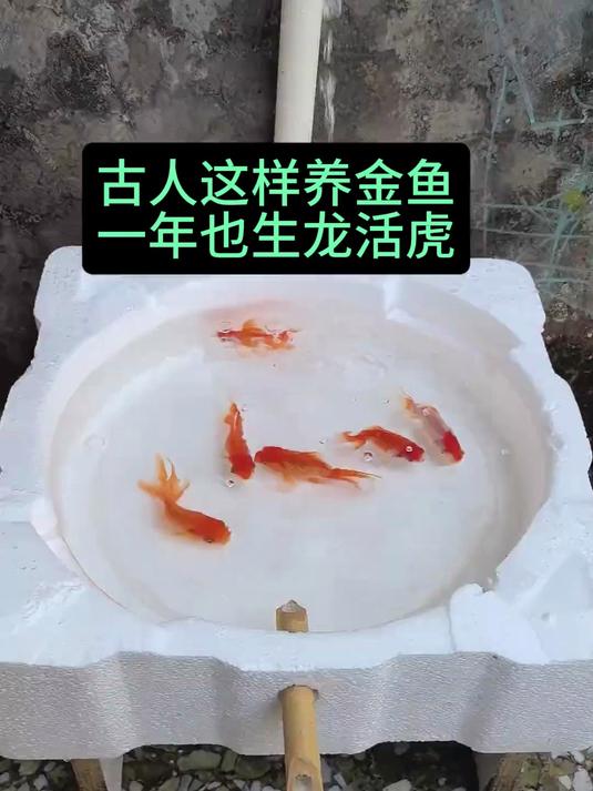 古人这样养金鱼,一年也生龙活虎