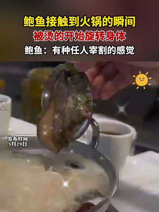 鲍鱼接触到火锅的瞬间 被烫的开始旋转身体