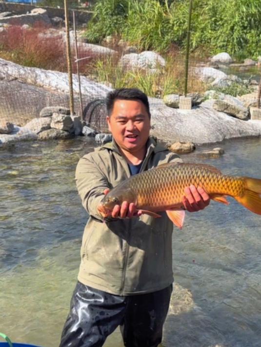 花1800买了120多斤高品质鱼回来放养，金黄金黄的相当漂亮