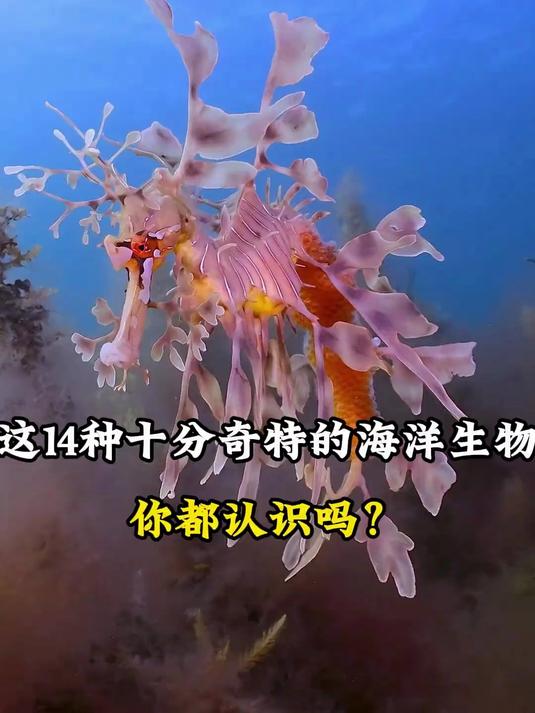 海底世界原来藏着这么多神奇生物，皇带鱼竟能预测地震？