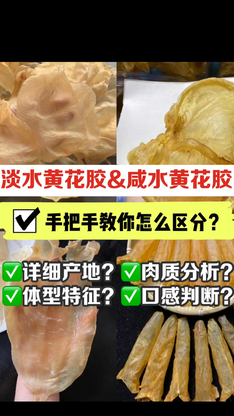 怎么区分淡水黄花胶和咸水黄花胶?