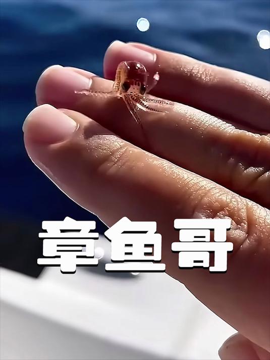 男人救了只小章鱼，为了报恩，3个月后它竟给男人送了个大惊喜