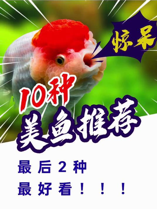 天！我喜欢的10种淡水观赏鱼，今天全部推荐给你，立刻养起来