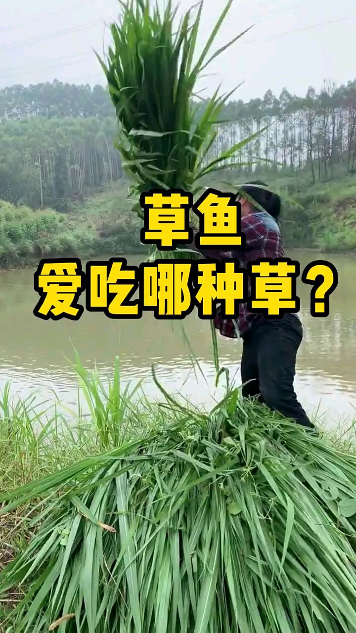 草鱼爱吃哪些草