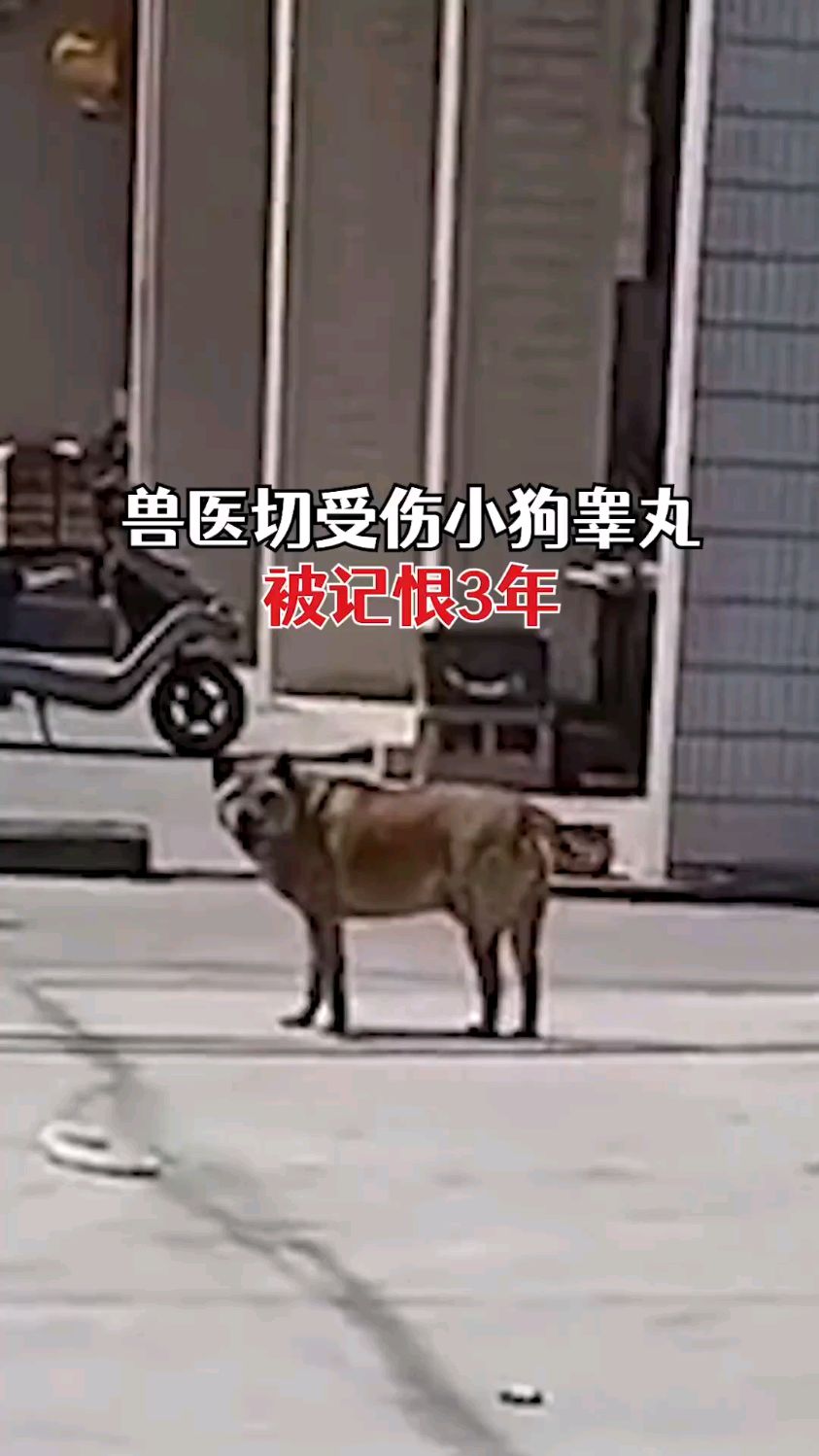 兽医切小狗睾丸,被记恨三年,惹的医生只能绕路走。