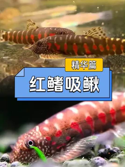 原生鱼里这货不一般!鱼鳍美,技能强,能净缸